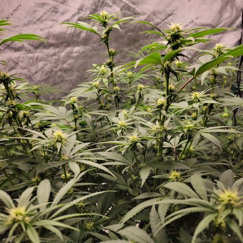 Gorilla Glue Fem - AC Infinity 5x5 growlog timeline photo