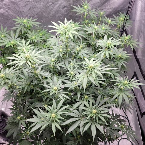 Gorilla Glue Fem - AC Infinity 5x5 growlog timeline photo