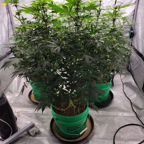 Gorilla Glue Fem - AC Infinity 5x5 growlog timeline photo