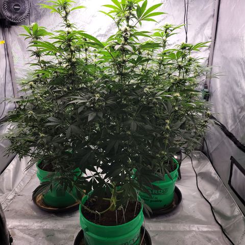 Gorilla Glue Fem - AC Infinity 5x5 growlog timeline photo