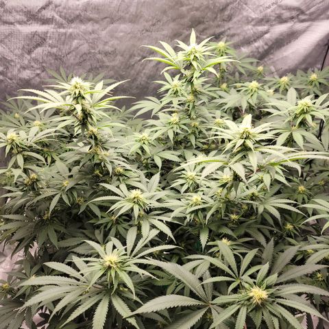 Gorilla Glue Fem - AC Infinity 5x5 growlog timeline photo
