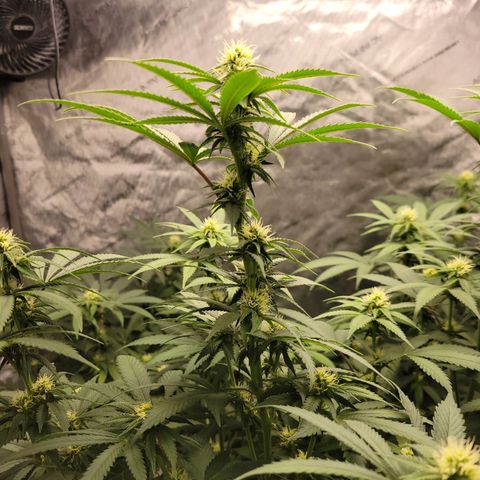 Gorilla Glue Fem - AC Infinity 5x5 growlog timeline photo
