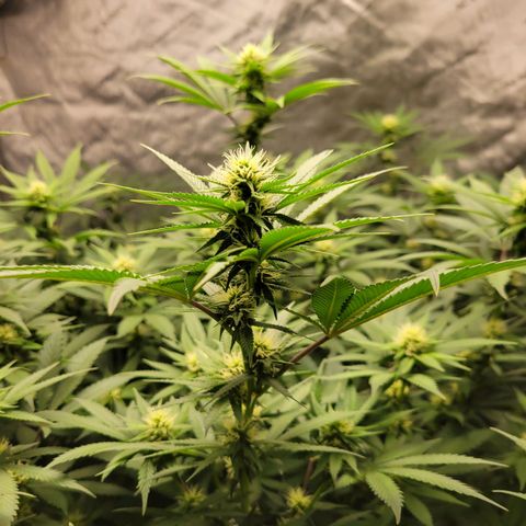 Gorilla Glue Fem - AC Infinity 5x5 growlog timeline photo