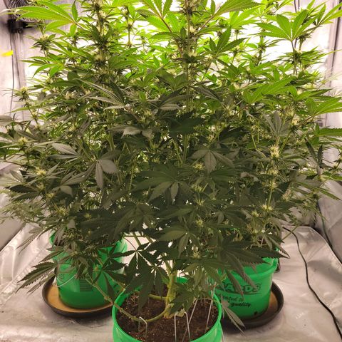 Gorilla Glue Fem - AC Infinity 5x5 growlog timeline photo