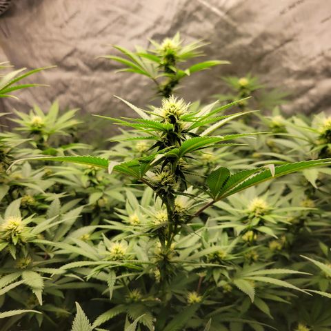 Gorilla Glue Fem - AC Infinity 5x5 growlog timeline photo