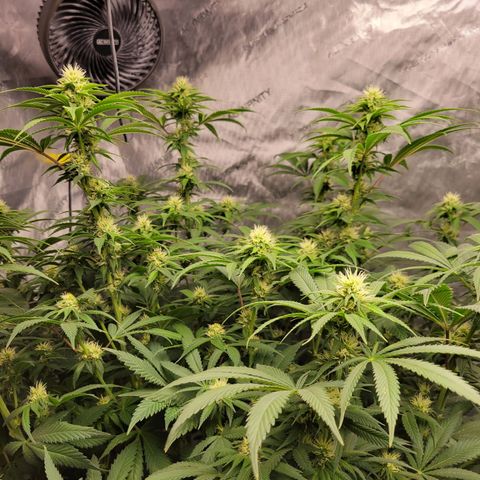 Gorilla Glue Fem - AC Infinity 5x5 growlog timeline photo