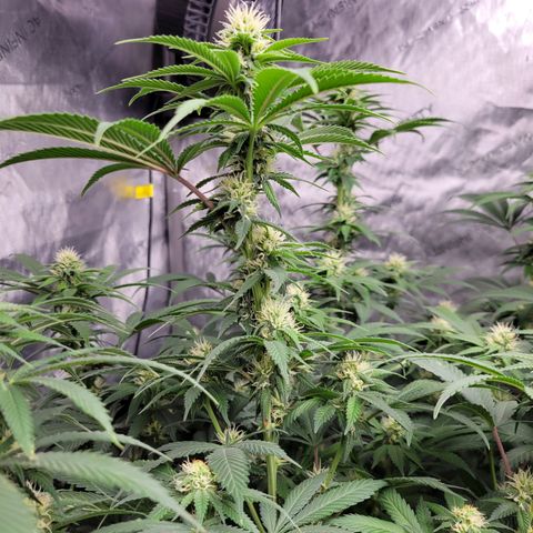 Gorilla Glue Fem - AC Infinity 5x5 growlog timeline photo