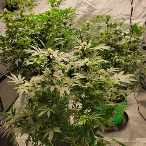 Gorilla Glue Fem - AC Infinity 5x5 growlog timeline photo