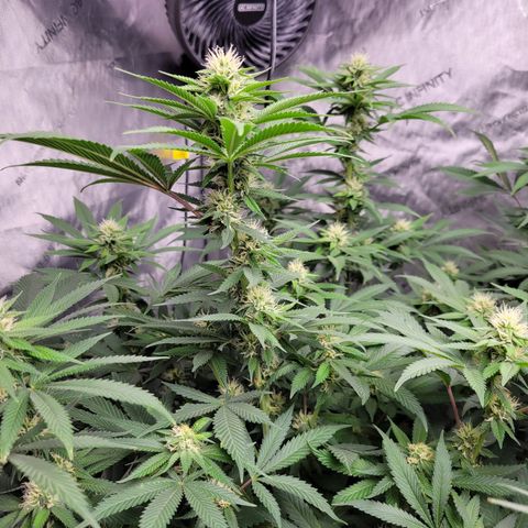 Gorilla Glue Fem - AC Infinity 5x5 growlog timeline photo