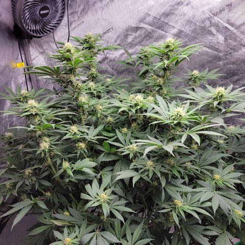 Gorilla Glue Fem - AC Infinity 5x5 growlog timeline photo
