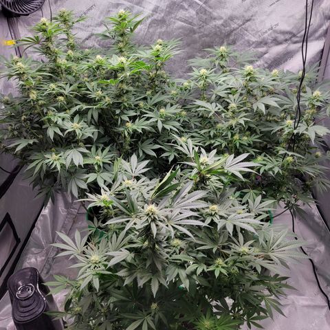 Gorilla Glue Fem - AC Infinity 5x5 growlog timeline photo