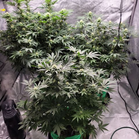 Gorilla Glue Fem - AC Infinity 5x5 growlog timeline photo