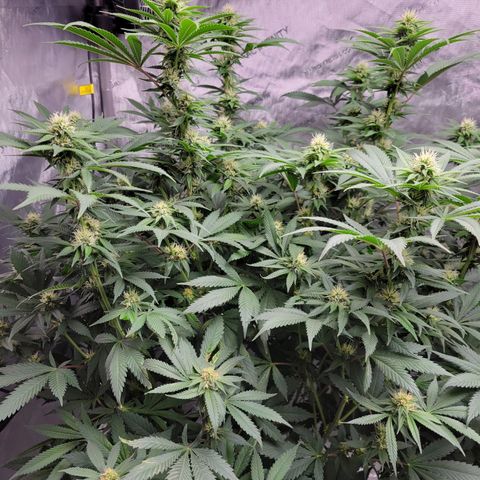 Gorilla Glue Fem - AC Infinity 5x5 growlog timeline photo