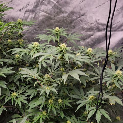 Gorilla Glue Fem - AC Infinity 5x5 growlog timeline photo