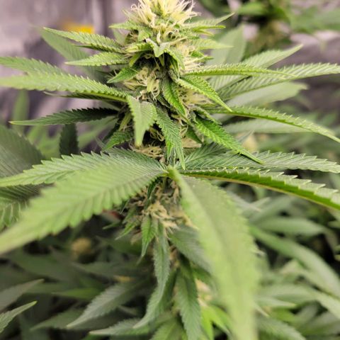Gorilla Glue Fem - AC Infinity 5x5 growlog timeline photo