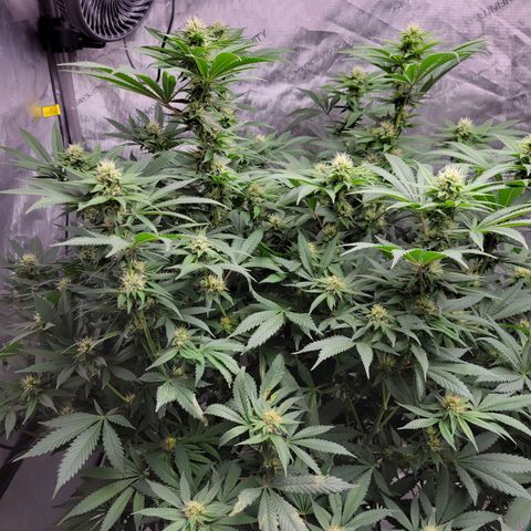 Gorilla Glue Fem - AC Infinity 5x5 growlog timeline photo