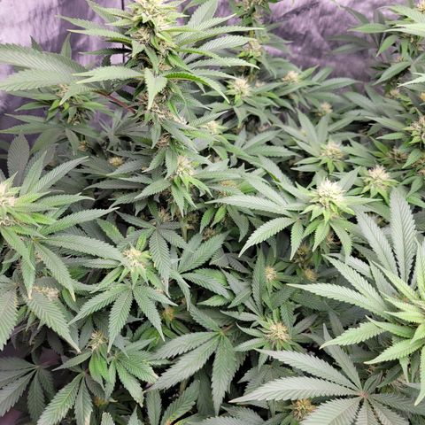 Gorilla Glue Fem - AC Infinity 5x5 growlog timeline photo