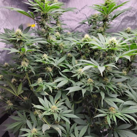 Gorilla Glue Fem - AC Infinity 5x5 growlog timeline photo