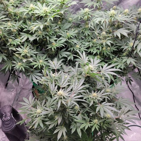 Gorilla Glue Fem - AC Infinity 5x5 growlog timeline photo