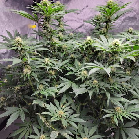 Gorilla Glue Fem - AC Infinity 5x5 growlog timeline photo