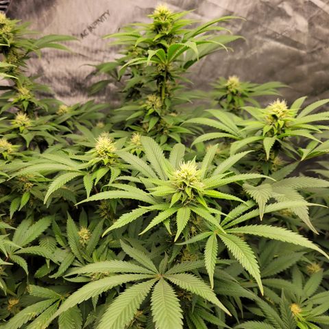Gorilla Glue Fem - AC Infinity 5x5 growlog timeline photo