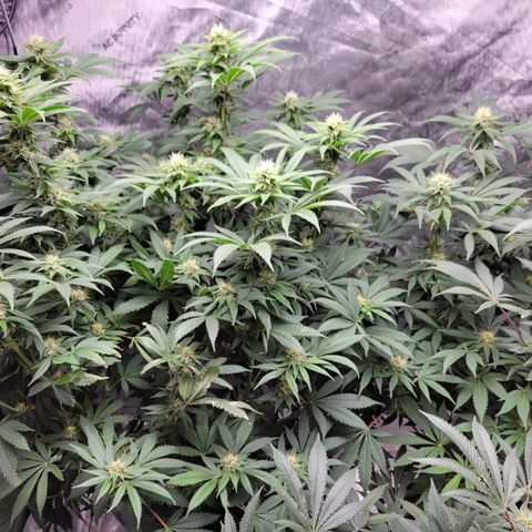 Gorilla Glue Fem - AC Infinity 5x5 growlog timeline photo