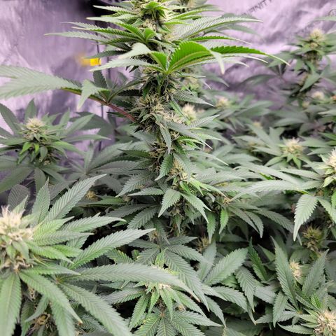Gorilla Glue Fem - AC Infinity 5x5 growlog timeline photo