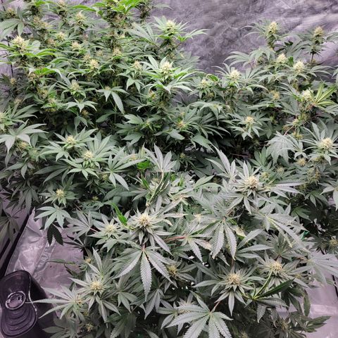 Gorilla Glue Fem - AC Infinity 5x5 growlog timeline photo