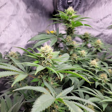 Gorilla Glue Fem - AC Infinity 5x5 growlog timeline photo