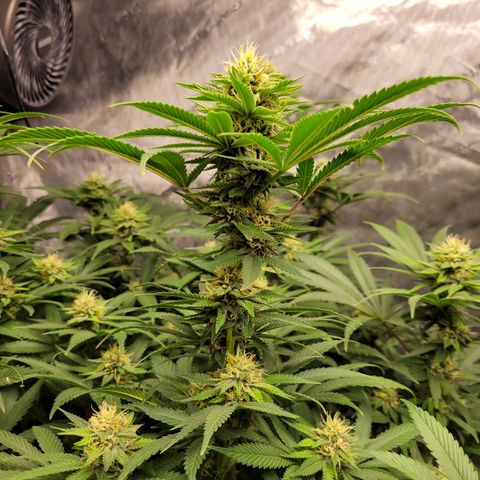 Gorilla Glue Fem - AC Infinity 5x5 growlog timeline photo