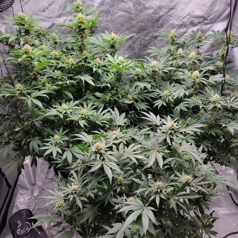 Gorilla Glue Fem - AC Infinity 5x5 growlog timeline photo