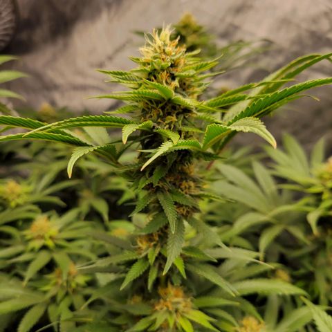 Gorilla Glue Fem - AC Infinity 5x5 growlog timeline photo