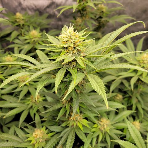 Gorilla Glue Fem - AC Infinity 5x5 growlog timeline photo