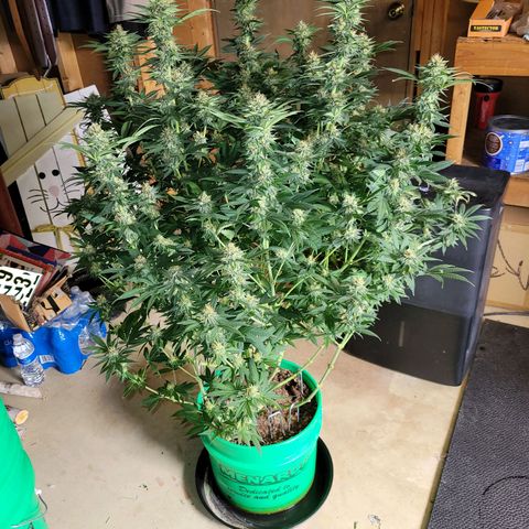 Gorilla Glue Fem - AC Infinity 5x5 growlog timeline photo
