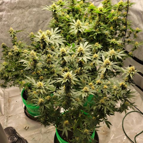 Gorilla Glue Fem - AC Infinity 5x5 growlog timeline photo