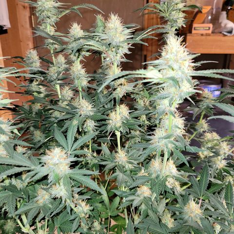 Gorilla Glue Fem - AC Infinity 5x5 growlog timeline photo