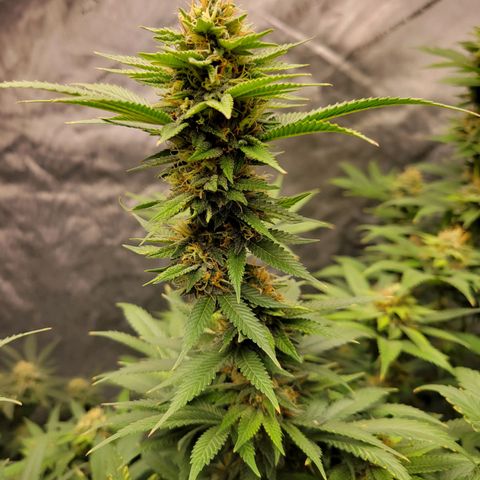 Gorilla Glue Fem - AC Infinity 5x5 growlog timeline photo