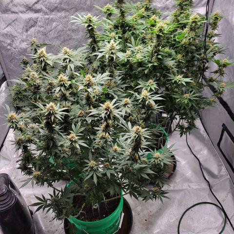 Gorilla Glue Fem - AC Infinity 5x5 growlog timeline photo