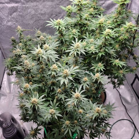 Gorilla Glue Fem - AC Infinity 5x5 growlog timeline photo