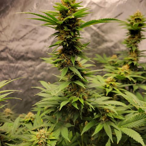 Gorilla Glue Fem - AC Infinity 5x5 growlog timeline photo