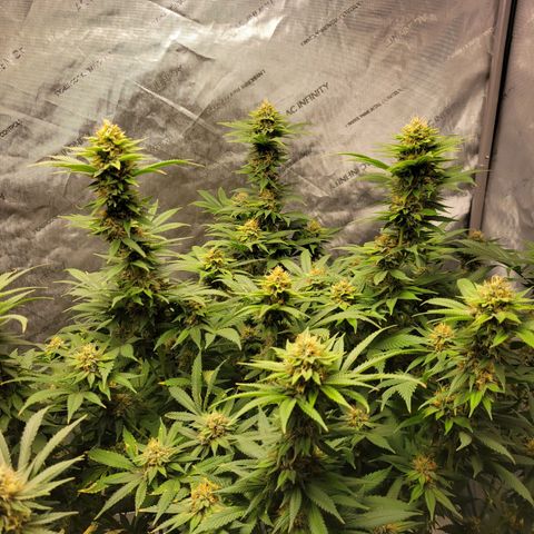 Gorilla Glue Fem - AC Infinity 5x5 growlog timeline photo