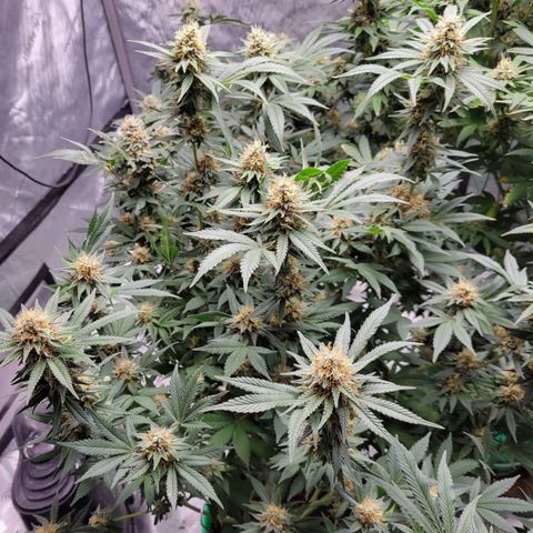 Gorilla Glue Fem - AC Infinity 5x5 growlog timeline photo