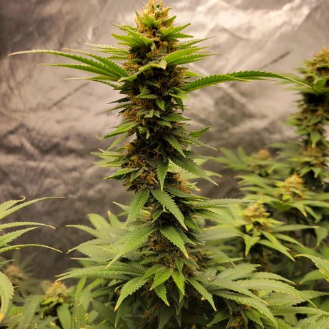Gorilla Glue Fem - AC Infinity 5x5 growlog timeline photo