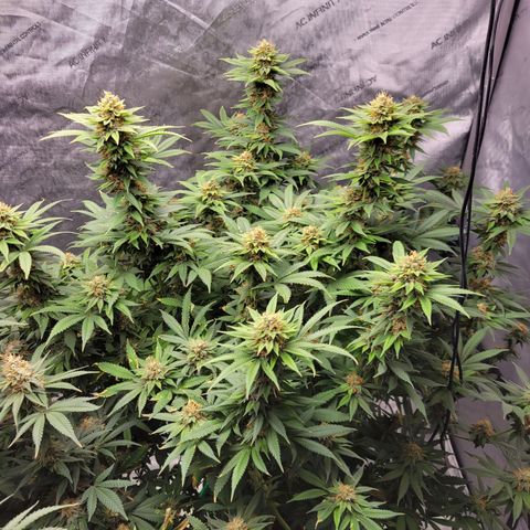 Gorilla Glue Fem - AC Infinity 5x5 growlog timeline photo