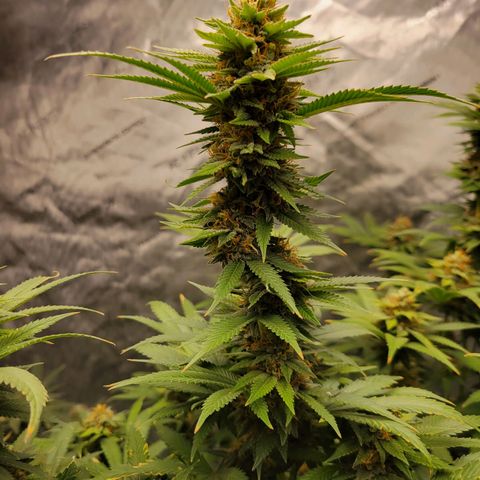 Gorilla Glue Fem - AC Infinity 5x5 growlog timeline photo