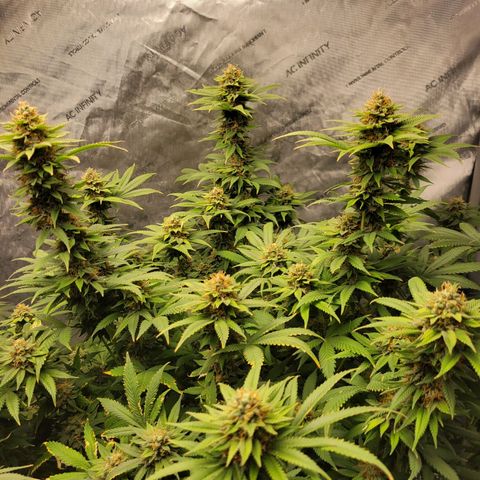 Gorilla Glue Fem - AC Infinity 5x5 growlog timeline photo