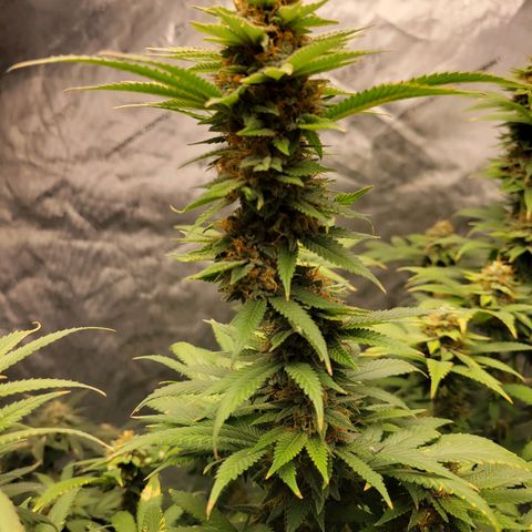 Gorilla Glue Fem - AC Infinity 5x5 growlog timeline photo