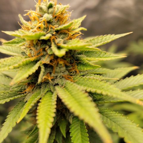 Gorilla Glue Fem - AC Infinity 5x5 growlog timeline photo