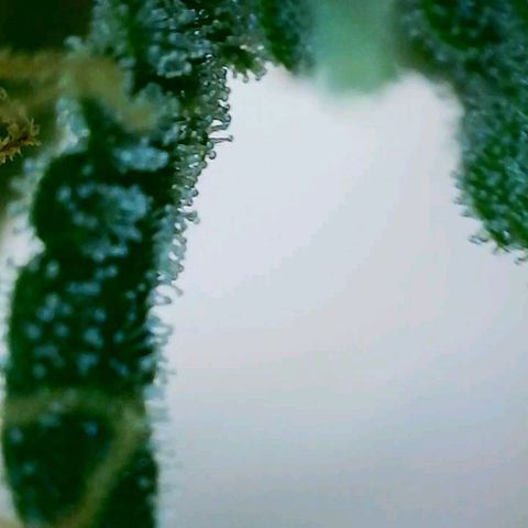 Gorilla Glue Fem - AC Infinity 5x5 growlog timeline photo