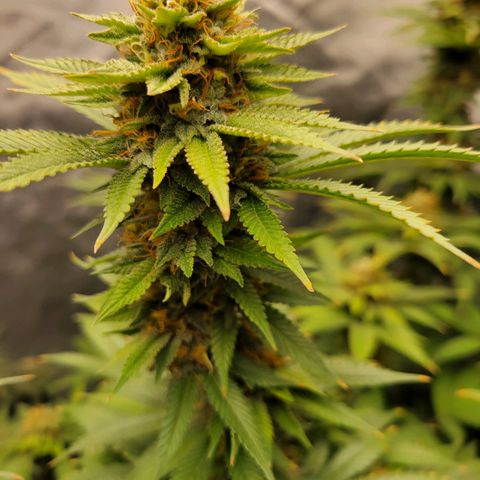 Gorilla Glue Fem - AC Infinity 5x5 growlog timeline photo